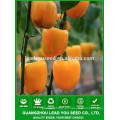 NSP05 Ocheng semillas de pimiento dulce colorido para plantar
